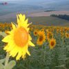 Girasoli_Grigorovca.jpg Girasoli_Grigorovca.jpg
