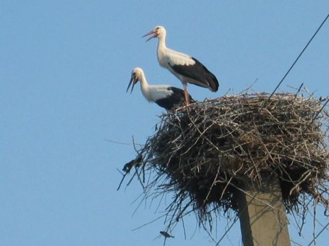 IMG_0016.JPG